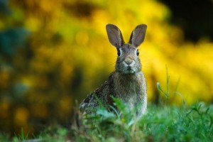 Curious rabbit