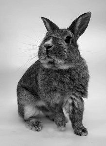 Grey rabbit 