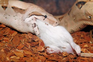 snake eating a rabbit
