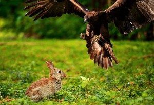 Lapin et aigle