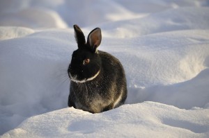 Another rabbit